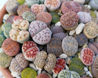 Lithops Mixed Seeds, Colorful Succulent Seeds, Living Rock Seeds, Lithop Seeds, Living Stones Seeds, Mesemb Seeds, Lithops Seeds