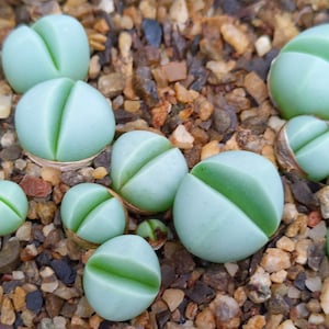 Argyroderma crateriforme, Rare Lithops, Lithops Plants, Succulent, Living Stones, Lithops, Argyroderma Plants, Argyroderma Seeds