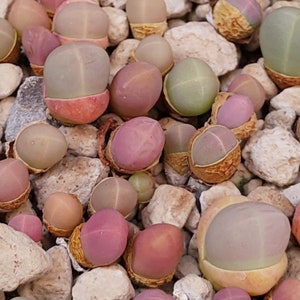 Gibbaeum heathii, Rare Lithops, Lithops Plants, Living Stone Succulent, Living Stone Plant, Living Stones, Lithops, Gibbaeum plants, Lithop