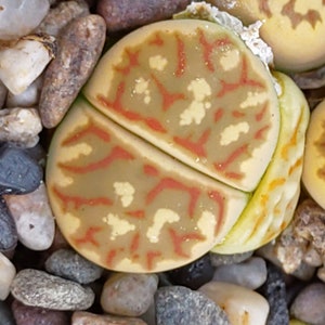 Lithops dorotheae, Rare Lithops, Lithops Plants, Living Stone Succulent, Living Stone Plant, Living Stones, Lithops, Mini Plant, Rare Plant