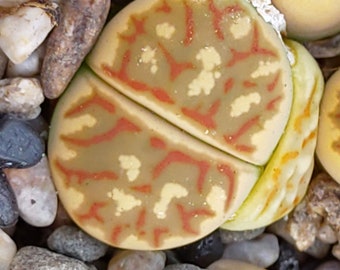 Lithops dorotheae, Lithops Raros, Plantas de Lithops, Suculenta de Piedra Viva, Planta de Piedra Viva, Piedras Vivas, Lithops