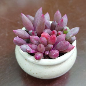 Könnte beinhalten: Ein kleiner weißer Keramiktopf gefüllt mit einer Ansammlung von rosa und violetten Sukkulenten.