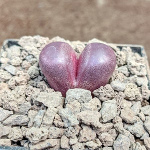 Lithops optica rubra, Lithops rares, Plantes Lithops, Succulentes, Pierres vivantes, Lithops, Plantes Colorées, Cadeaux de Plantes image 3