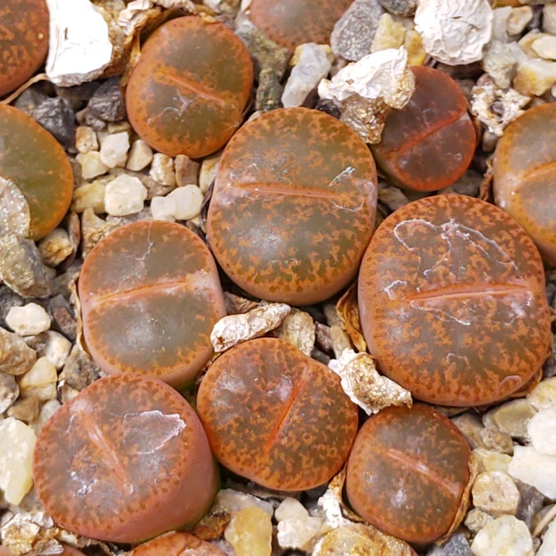 Lithops lesliei minor, Rare Lithops, Lithops Plants, Living Stone Succulent, Living Stone Plant, Living Stones, Lithops, Succulent, Lithop image 5