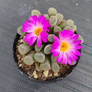 Frithia pulchra, Frithia, Rare Lithops, Lithops Plants, Baby Toes Succulent, Baby Toes Plant, Living Stones, Lithops, Baby Toes image 3