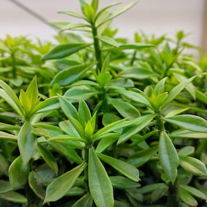 SOLVÄXTER - Pereskiopsis spathulata, Kaktusympningsstock, Pereskiopsis-sticklingar, Pereskiosväxter, Pereskiopsisfrön