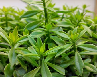 SUNNYPLANTS - Pereskiopsis spathulata, Kaktus veredelter Bestand, Pereskiopsis Stecklinge, Pereskiopsis Pflanzen, Pereskiopsis Samen