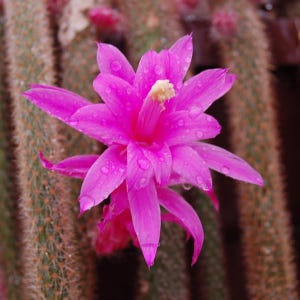 Op de afbeelding: Close-up van een felroze cactusbloem met waterdruppels. De bloem heeft meerdere bloemblaadjes en een gele kern. De achtergrond toont de stekelige groene en bruine stengels van de cactus.