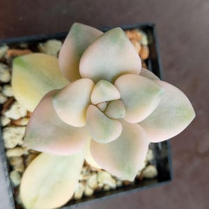 SUNNYPLANTS - Graptoveria Titubans variegata、Graptoveria Titubans、Graptoveria 植物、Graptoveria 挿し木、多肉植物、多肉植物
