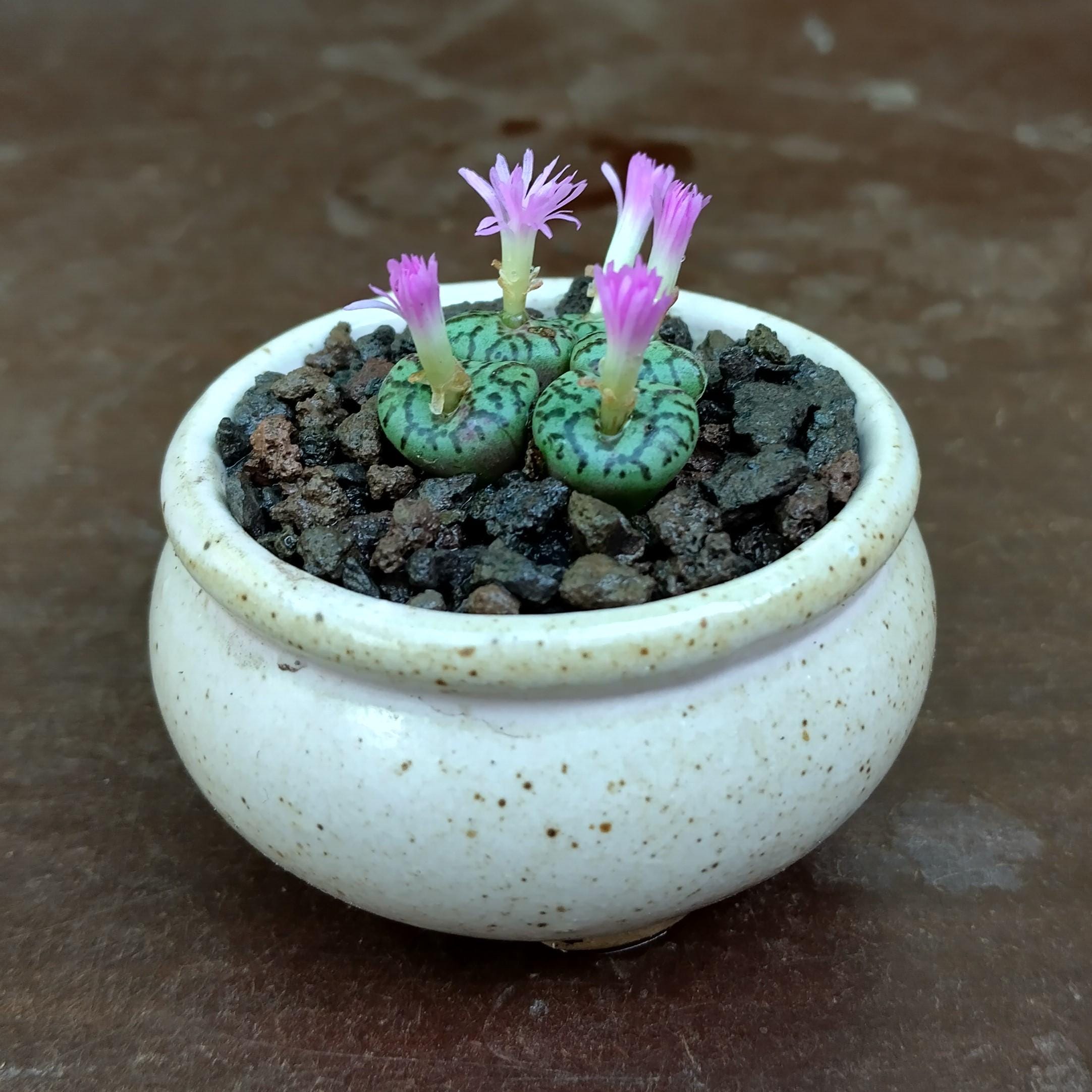 Conophytum pageae - Etsy 日本
