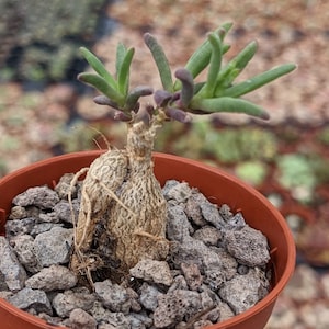 Mestoklema arboriforme Seeds, Caudex Succulent Seeds, Mesembs Seeds, Mestoklema Seeds, Mestoklema arboriforme, Mesemb Seeds, Lithops Seeds