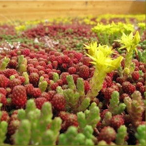 May include: A close-up shot of a colourful ground cover. The image shows a dense collection of small, red, berry-like plants mixed with green, succulent-like foliage and bright yellow flowers, creating a textured, natural scene.