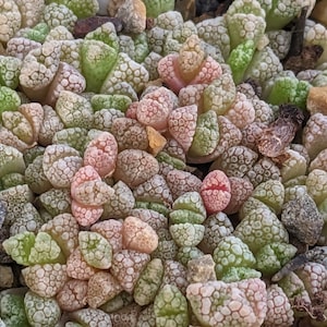 Titanopsis calcarea Seeds, Colorful Succulent Seeds, Living Rock Seeds, Lithop Seeds, Living Stones Seeds, Mesemb Seeds, Lithops Seeds