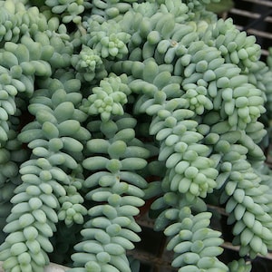 Boutures de burrito de Sedum morganianum, Boutures de burrito de Sedum, Boutures de queue de burro, Boutures de succulentes, Boutures de plantes, Plantes d'intérieur rares