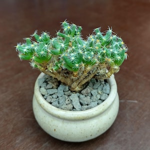 Op de afbeelding: Een kleine, groene cactus met witte stekels in een crèmekleurige keramische pot gevuld met grijze kiezels. De cactus heeft meerdere stengels en een getextureerd uiterlijk. De pot is rond met een licht uitlopende rand, op een donkerbruine achtergrond.