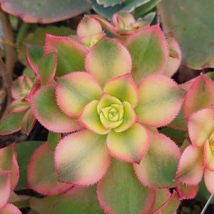SUNNYPLANTS - Aeonium Kiwi Cutting, Aeonium Cuttings, Aeoniums, Rare Aeonium, Variegated Succulent, Crassula, Echeveria, mini Succulents