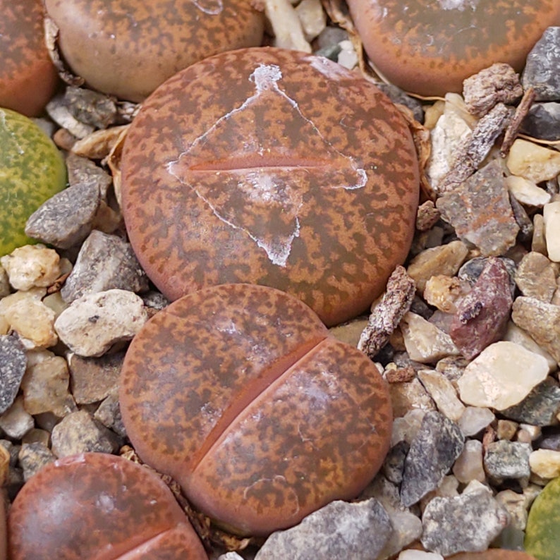 Lithops lesliei minor, Rare Lithops, Lithops Plants, Living Stone Succulent, Living Stone Plant, Living Stones, Lithops, Succulent, Lithop image 1