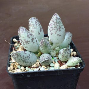 Può includere: Una piccola pianta succulenta in vaso con foglie carnose, macchiate, di colore verde chiaro. La pianta è in un vaso di plastica nero con piccoli sassi colorati.