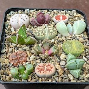 Lithops & Mesembs Collection, Rare Lithops, Lithops Plants, Living Stone Succulent, Living Stone Plant, Living Stones, Lithops, Mesembs