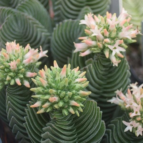 SUNNYPLANTS - Temple du Bouddha de Crassula, Boutures de Crassula, Temple du bouddha de Crassula, Boutures de succulentes, Crassulas, Plantes