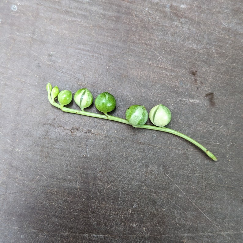 variegated string of pearls cutting