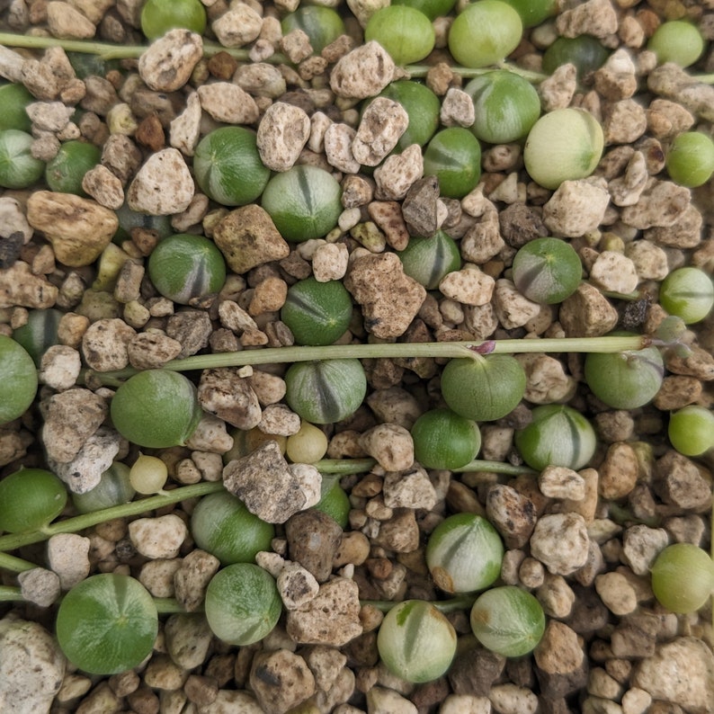 Senecio rowleyanus variegata cuttingsrooting in Bims (pumice)