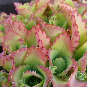 Mutter von Tausenden, Mutter von Millionen, Kalanchoe Stecklinge, Zimmerpflanzen, Seltene Sukkulenten, Kalanchoe