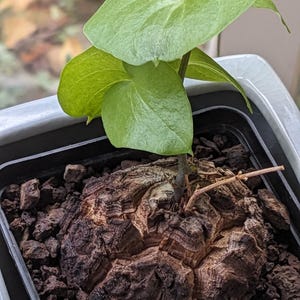 SUNNYPLANTS - Semi di Dioscorea elephantipes, Pane degli ottentotti, Dioscorea, Testudinaria, Caudex, Pianta del caudice, Mulbifera, Montana, Mexicana