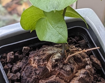 SUNNYPLANTS - Dioscorea elephantipes Seeds, Hottentot Bread, Dioscorea, Testudinaria, Caudex, Caudex Plant, Mulbifera, Montana, Mexicana