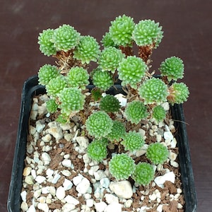 ZONNIGE PLANTEN - Sedum multiceps miniatuur Joshua Tree stekken, Sedum Multiceps stekken, miniatuur Joshua Tree, sappig, pygmy Joshua Tree