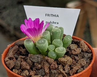 Frithia pulchra, Frithia, Rare Lithops, Lithops Plants, Baby Toes Succulent, Baby Toes Plant, Living Stones, Lithops, Baby Toes