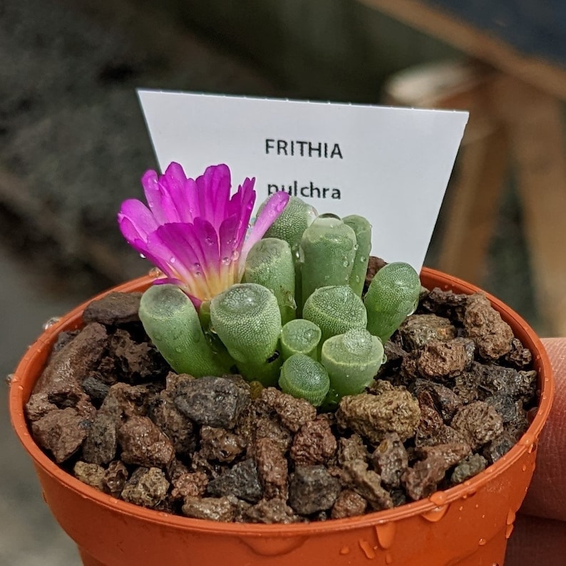 Frithia pulchra, Frithia, Rare Lithops, Lithops Plants, Baby Toes Succulent, Baby Toes Plant, Living Stones, Lithops, Baby Toes image 1