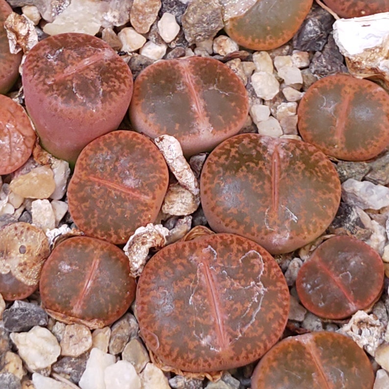 Lithops lesliei minor, Rare Lithops, Lithops Plants, Living Stone Succulent, Living Stone Plant, Living Stones, Lithops, Succulent, Lithop image 3