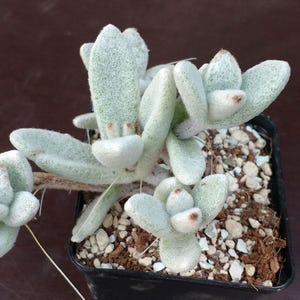 SUNNYPLANTS - Kalanchoe eriophylla Cuttings, Kalanchoe Cuttings, Succulent Cuttings, Rare Houseplants, Panda Plant