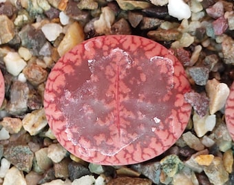 Lithops aucampiae Rudesheim Ruby, Lithops Rari, Piante Lithops, Pietra Viva Succulenta, Pianta di Pietra Viva, Pietre Vive, Lithops