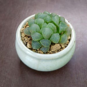 SUNNYPLANTS - Haworthia cooperi truncata, Haworthia obtusa, Haworthia plants, Haworthia cuttings, succulents, Haworthia seeds