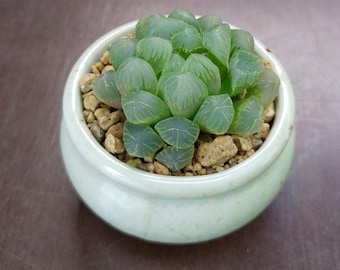 SUNNYPLANTS - Haworthia cooperi truncata, Haworthia obtusa, plantes Haworthia, boutures de Haworthia, plantes succulentes, graines de Haworthia