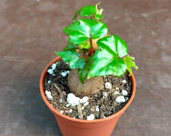 SUNNYPLANTS - Begonia dregei, Begonia baobabowa, Rośliny begonii, Sadzonki begonii, Sukulenty, Rośliny sukulentne, Nasiona begonii, Caudex