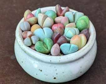 Lebende Edelsteine, Lithops Mischung, Seltene Lithops, Lithops Pflanzen, lebende Stein Sukkulenten, Lebende Steine, Mini Pflanzen Lithops