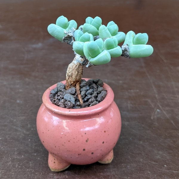 Gibbaeum petrense Samen, Sukkulenten Samen, Lebende Steine Samen, Lithops Samen, Gibbaeum Samen, Seltene Sukkulenten Samen, Seltene Sukkulenten