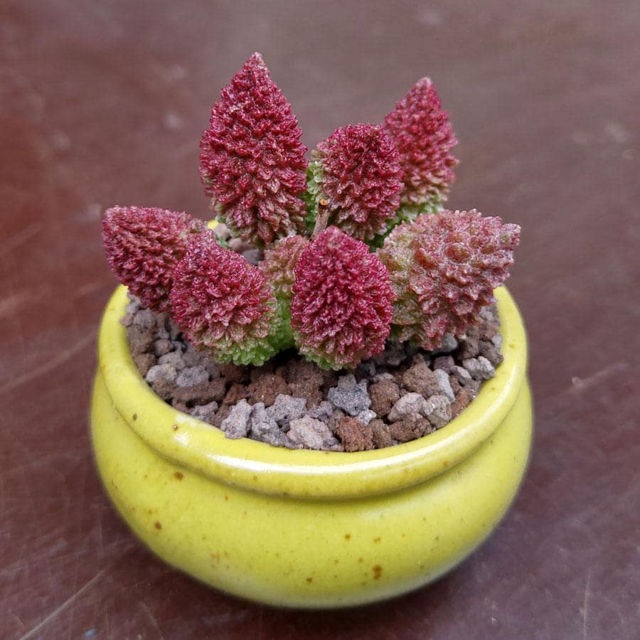 riviera maison kaktus Kaktus San Pedro Knstlich - Knstliche Pflanzen