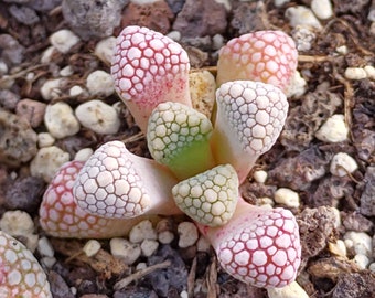 Titanopsis schwantesii, Rare Lithops, Lithops Plants, Titanopsis, Living Stone Plant, Living Stones, Lithops, Titanopsis primosii, Succulent