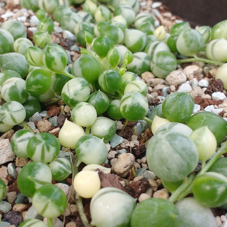 Senecio rowleyanus variegata rooted cuttings