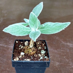 SUNNYPLANTS - Sinningia leucotricha, Gloxinia, African Violet, Sinningia plants, Sinningia seeds, succulents, Rechsteineria, Caudex Plants