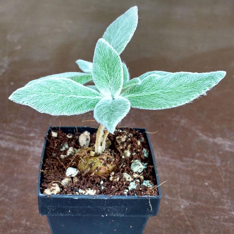 50 Semis De Violettes Afghanes Couleurs Mixtes - Graines De Fleurs Saintpaulia Ionantha Pour Jardin, Bonsai Et Pot