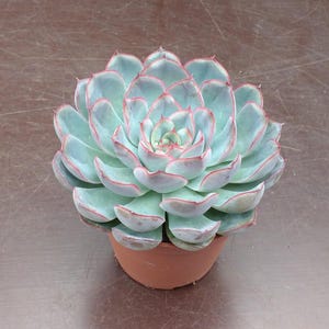 Op de afbeelding: Een vetplant met lichtgroene bladeren met rode randen, gerangschikt in een rozetvorm. De plant staat in een kleine, ronde pot in terracotta kleur. De bladeren van de plant hebben een wasachtige uitstraling.