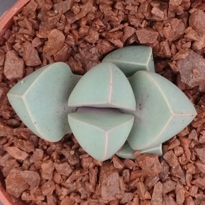 Lapidaria margaretae Seeds, Colorful Succulent Seeds, Living Rock Seeds, Lithop Seeds, Living Stones Seeds, Mesemb Seeds, Lithops Seeds
