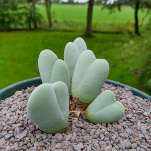 Può includere: Primo piano di un gruppo di cinque piante grasse a forma di cuore in un vaso verde. Le piante sono di colore verde chiaro e hanno una superficie testurizzata. Il vaso è pieno di piccole pietre grigie.