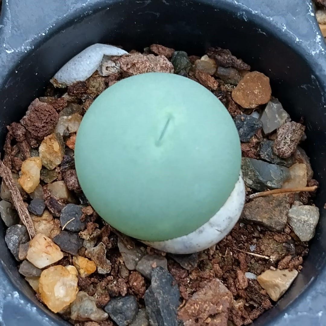 コノフィツム・カルキュラス、コノフィツム属、コノフィツム属植物