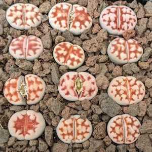 Può includere: Primo piano di diverse piante di Lithops, note anche come pietre vive, in un letto di piccole rocce. Le piante hanno un colore di base beige chiaro con motivi marrone rossiccio. Alcune piante sono spaccate, rivelando un interno verde.